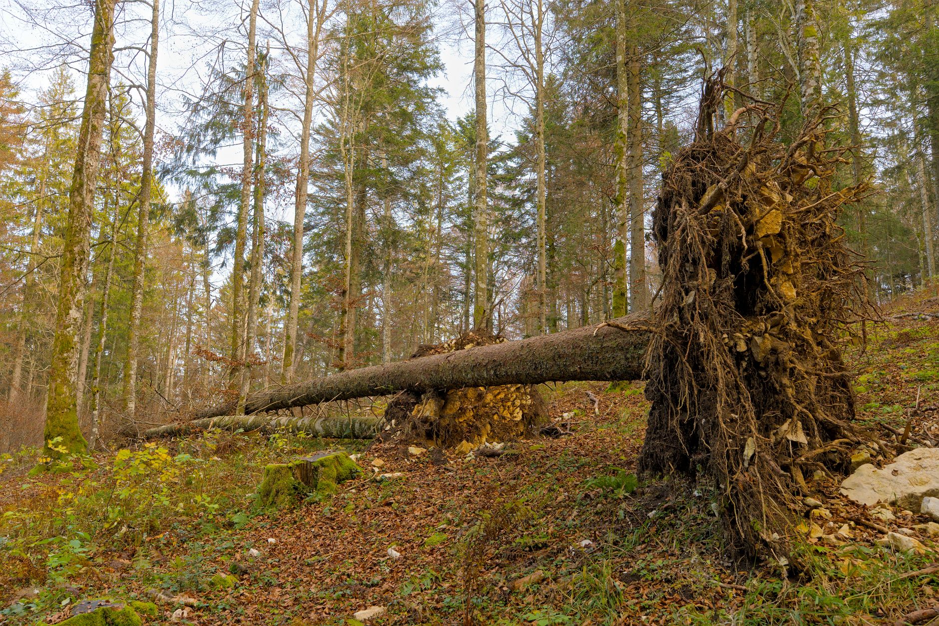 Enlèvement arbre urgence équipe à Saint-Quentin